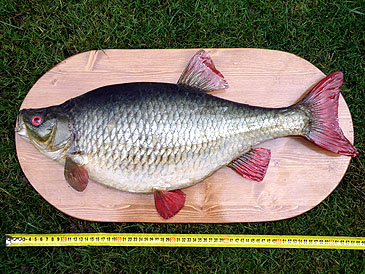 Record photograph for Scardinius erythrophthalmus